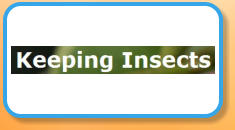 Keeping Insects
