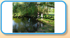 Frog Garden