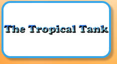 The Tropical Tank