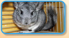 Chinchillas