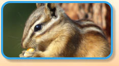 Chipmunks