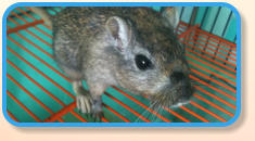 Gerbils