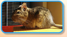 Degus