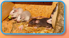 Rats