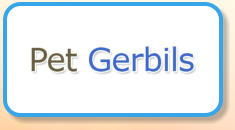 Pet Gerbils