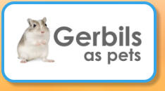 Gerbils as Pets
